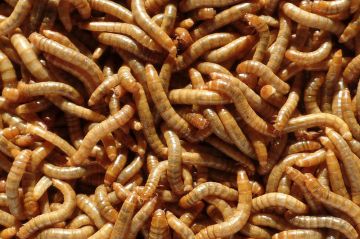 Hetlozevissertje Meelwormen 1/2L (enkel afhaling) bruin levend aas