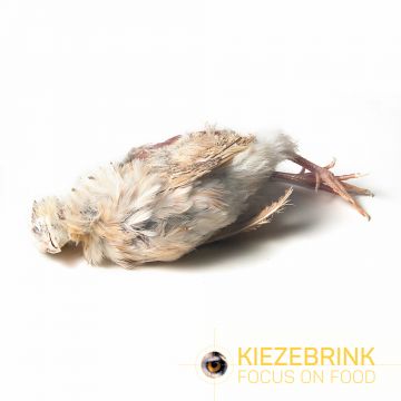 Kiezenbrink Ex-layer Kwartel Per St (enkel afhaling) wit - bruin voeding roofvogels
